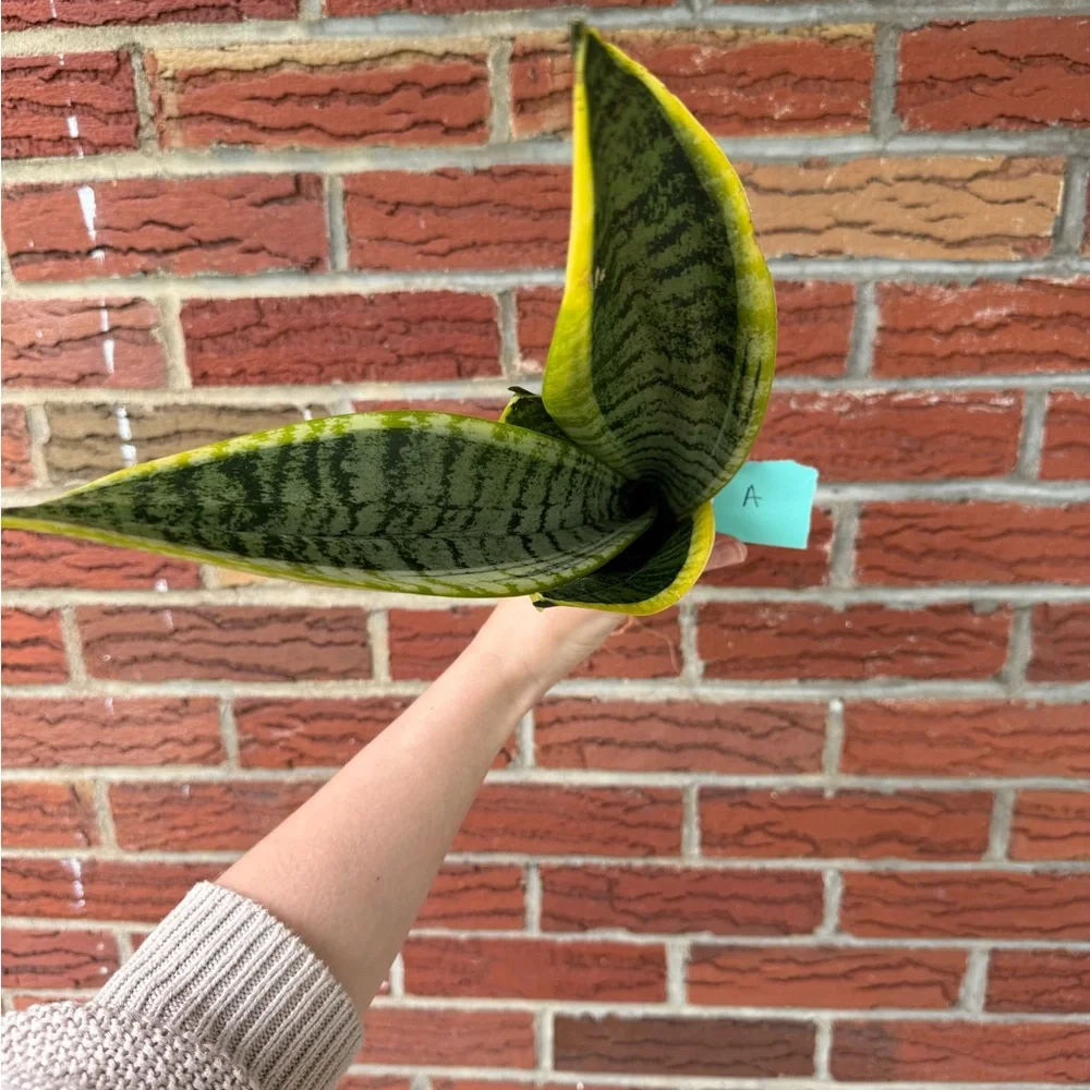 Vibrant Green Snake Plant - Picture 4 of 4
